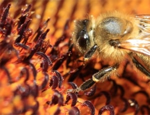 Sun Flower, Bee, Macro, insect, animal themes thumbnail