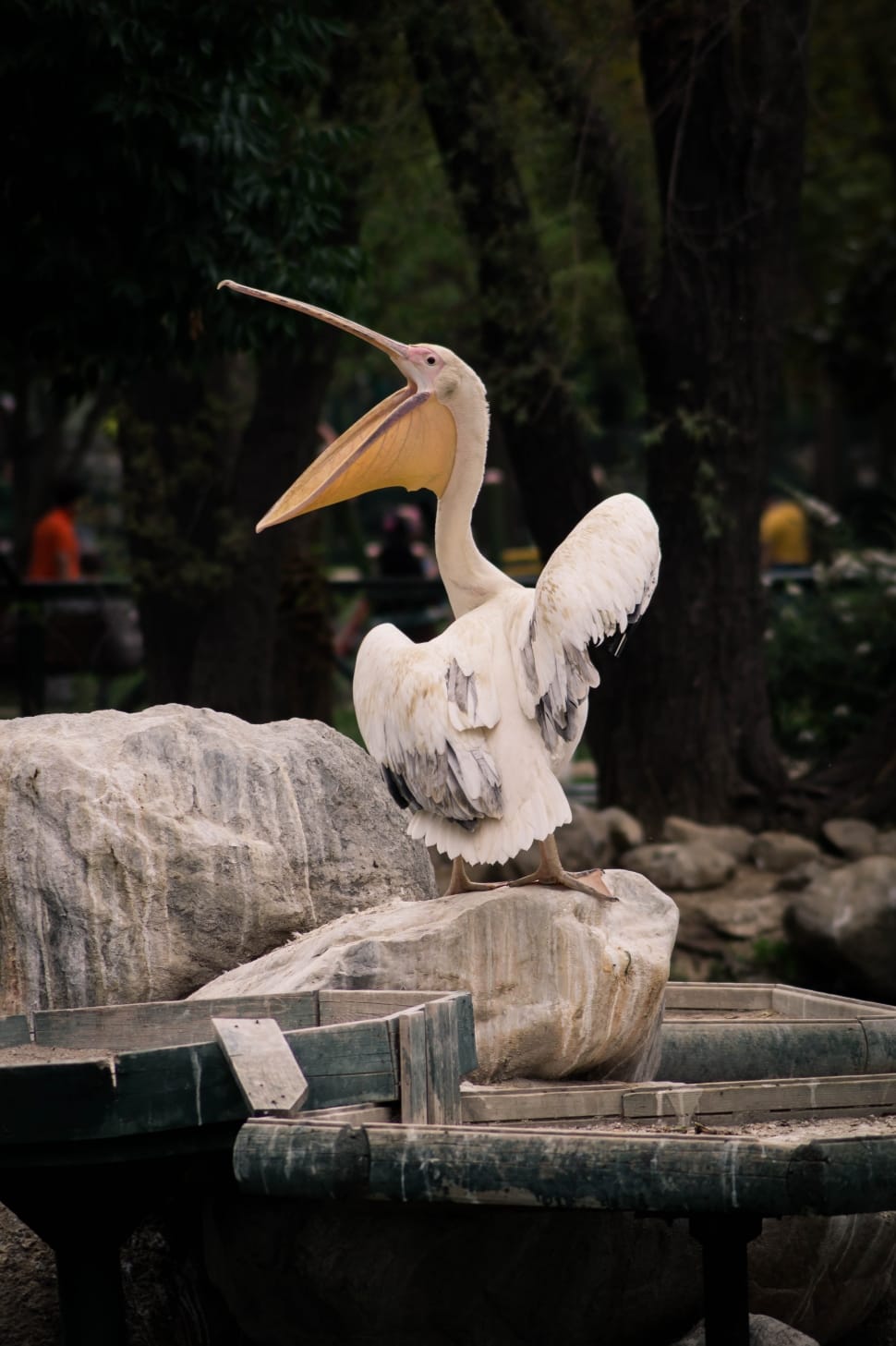 white pelican bird preview