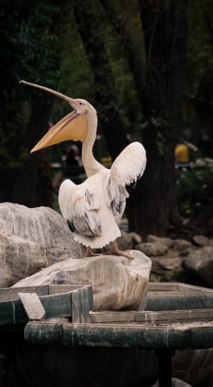 white pelican bird thumbnail