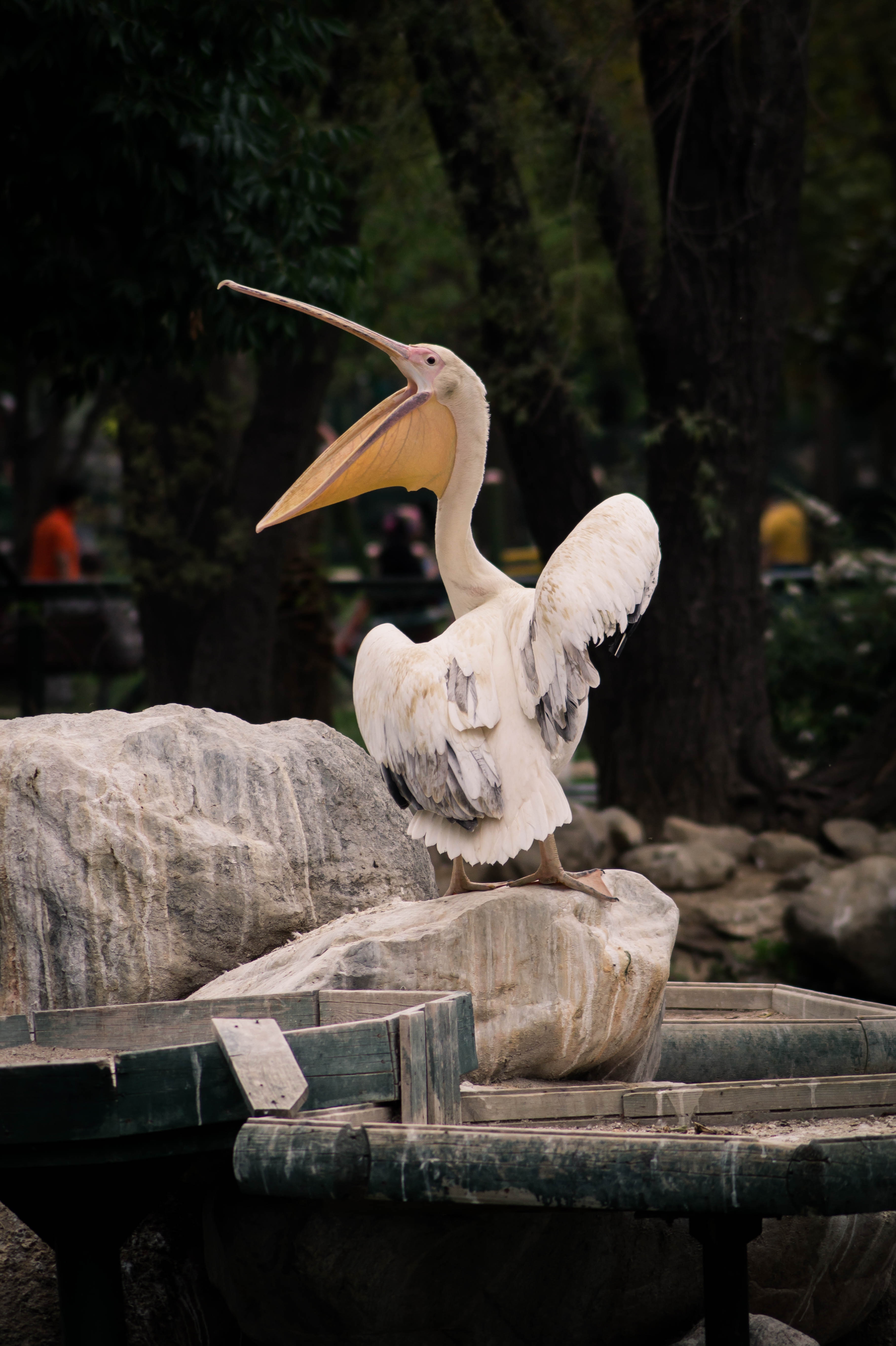white pelican bird