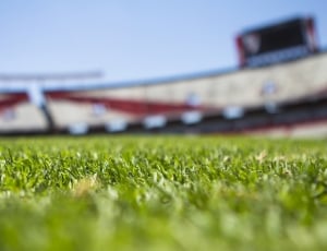close up photography of grass field under clear sky during daytime thumbnail