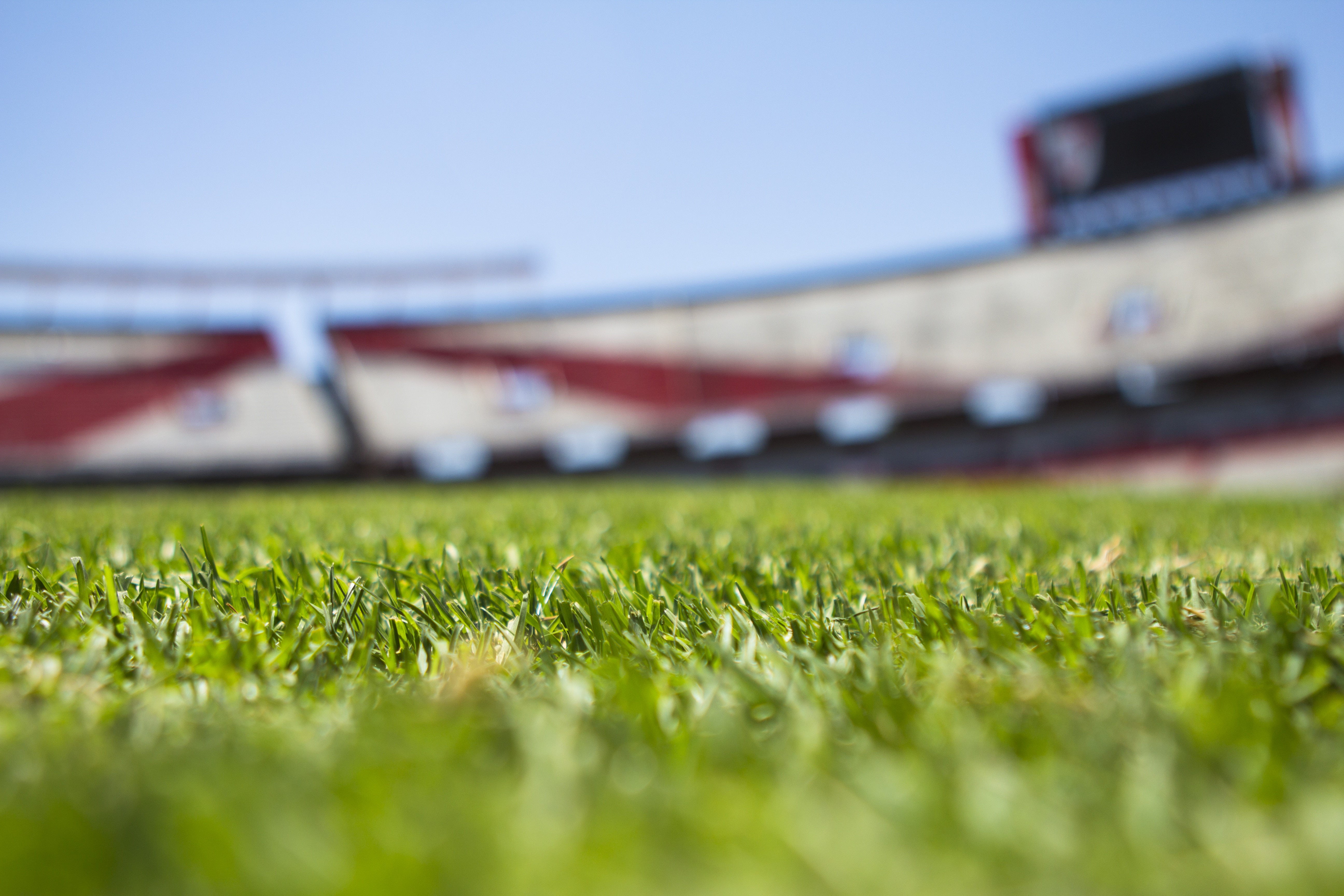 close up photography of grass field under clear sky during daytime