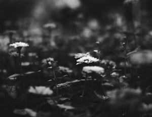 greyscale photography of flowers thumbnail