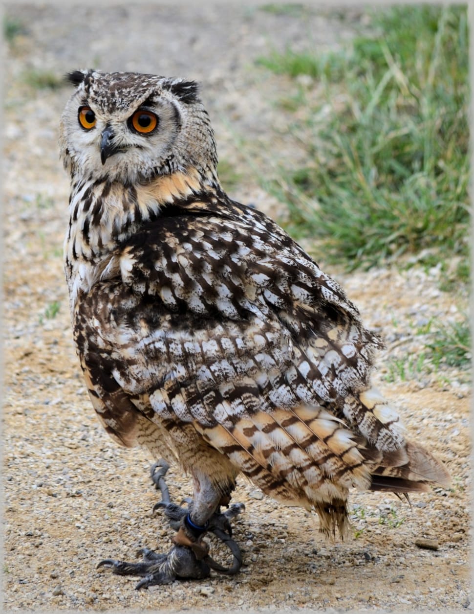 Owl, Owls, Feather, Fly, Bird, Wings, one animal, animal wildlife preview