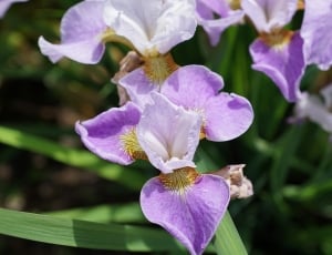 photo of purple petaled flowers thumbnail