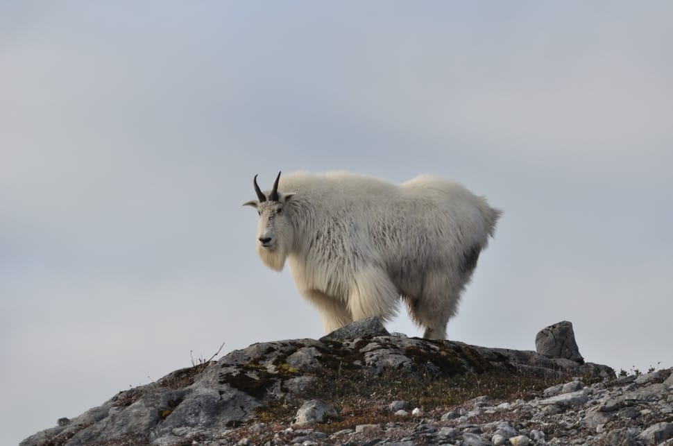 white long fur goat preview