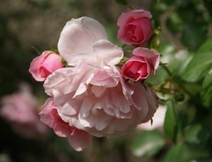 Blossom, Plant, Bloom, Summer, Flower, flower, pink color thumbnail