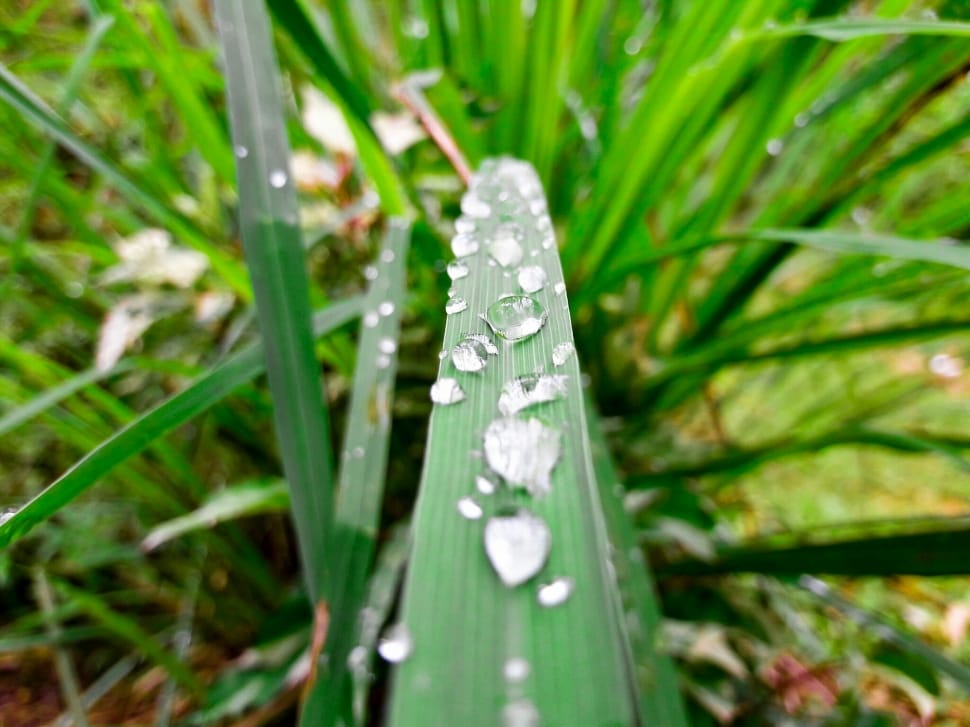 water drops on green leaves preview
