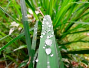 water drops on green leaves thumbnail