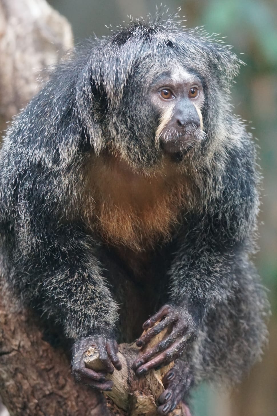 gray primate preview