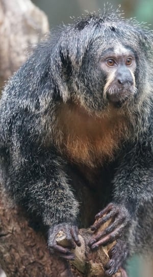 gray primate thumbnail