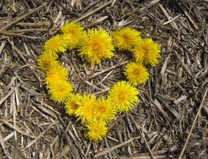 Heart, Love, Flowers, Dandelion, Yellow, flower, plant thumbnail