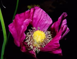 pink anemone poppy thumbnail