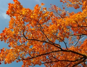 Branches, Leaves, Maple, Autumn, autumn, tree thumbnail