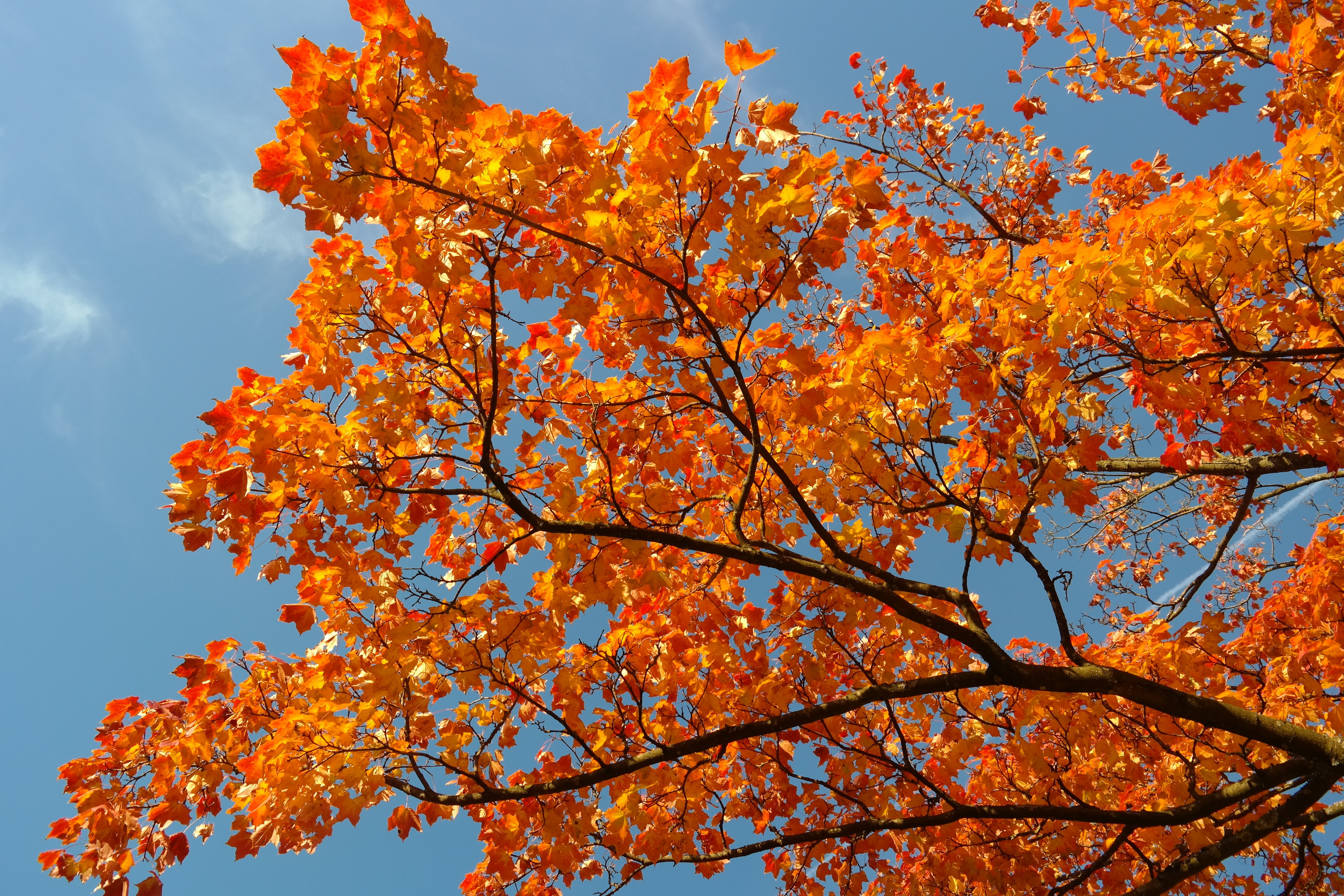 Branches, Leaves, Maple, Autumn, autumn, tree