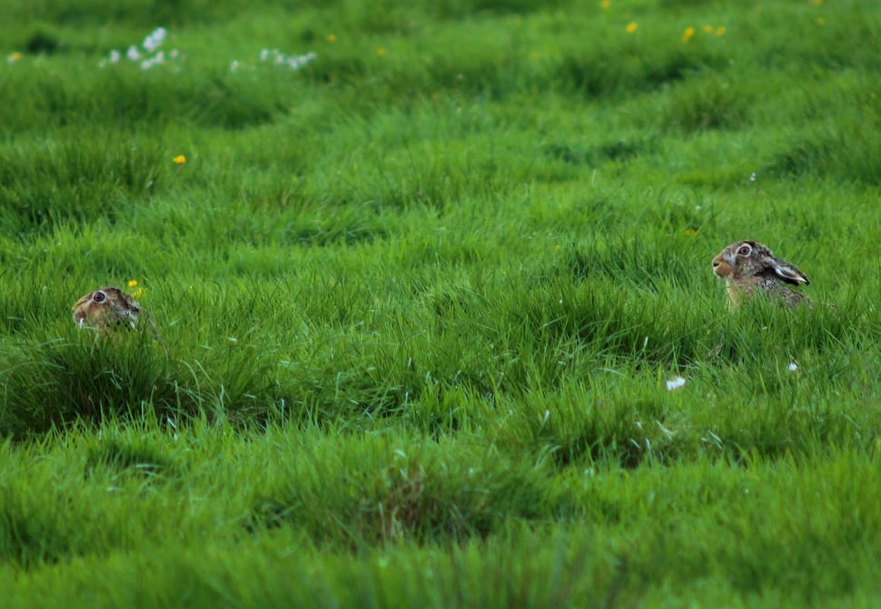 2 Rabbits, Grass, Hidden, Pasture, grass, green color preview
