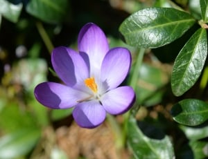 purple and white petal flower thumbnail