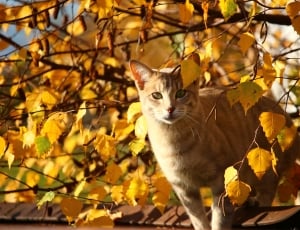 Leaves, Cat, Fall Foliage, Autumn, Mieze, autumn, leaf thumbnail