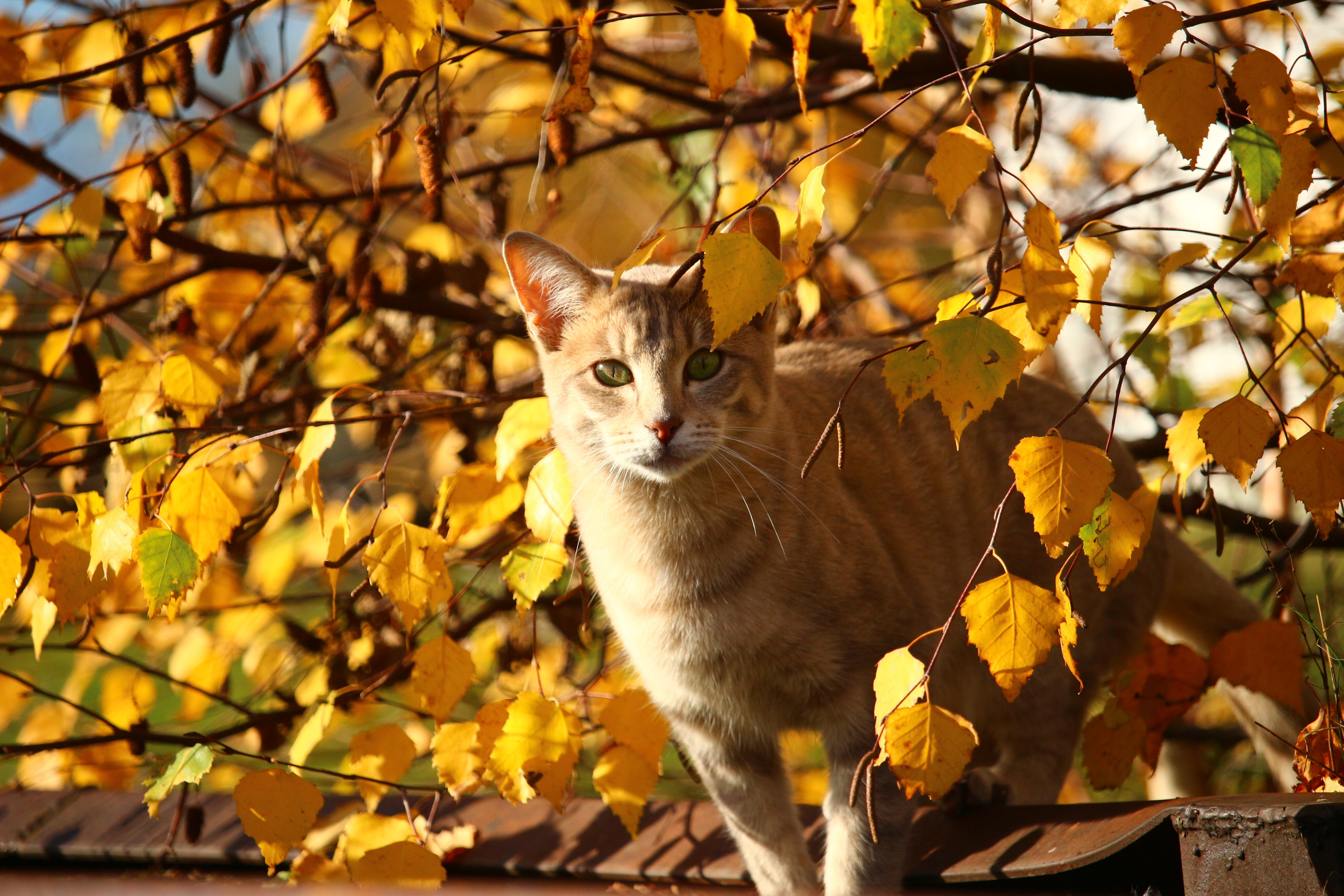 Leaves, Cat, Fall Foliage, Autumn, Mieze, autumn, leaf