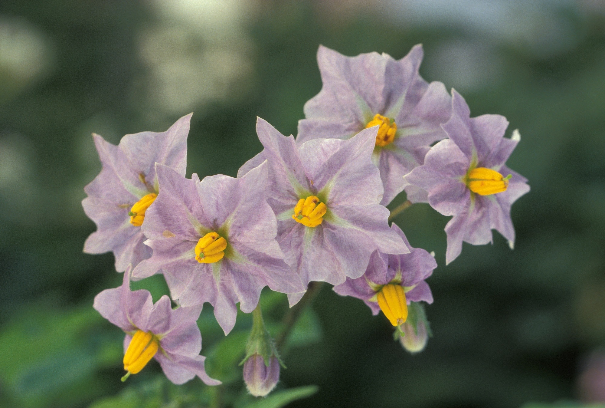 purple petal flower