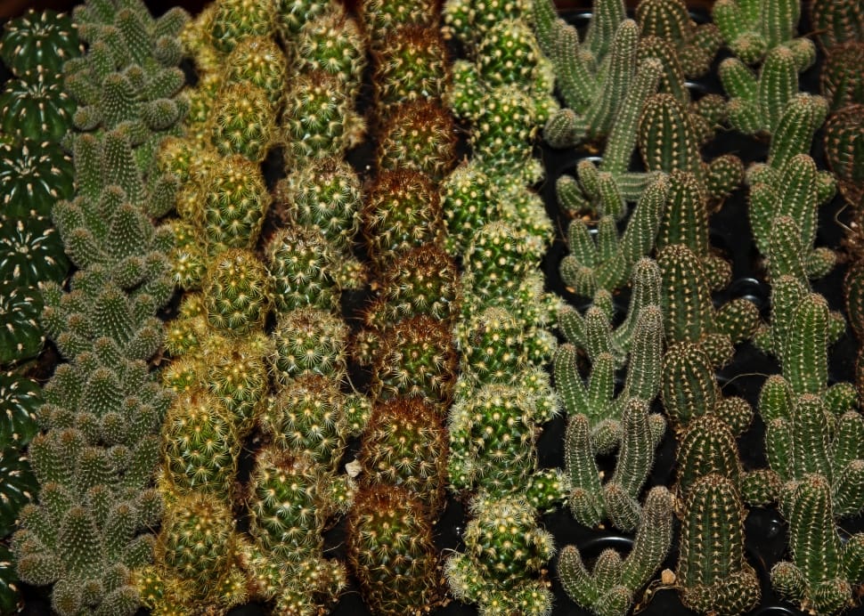 close up photo of cactus plants preview
