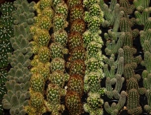 close up photo of cactus plants thumbnail