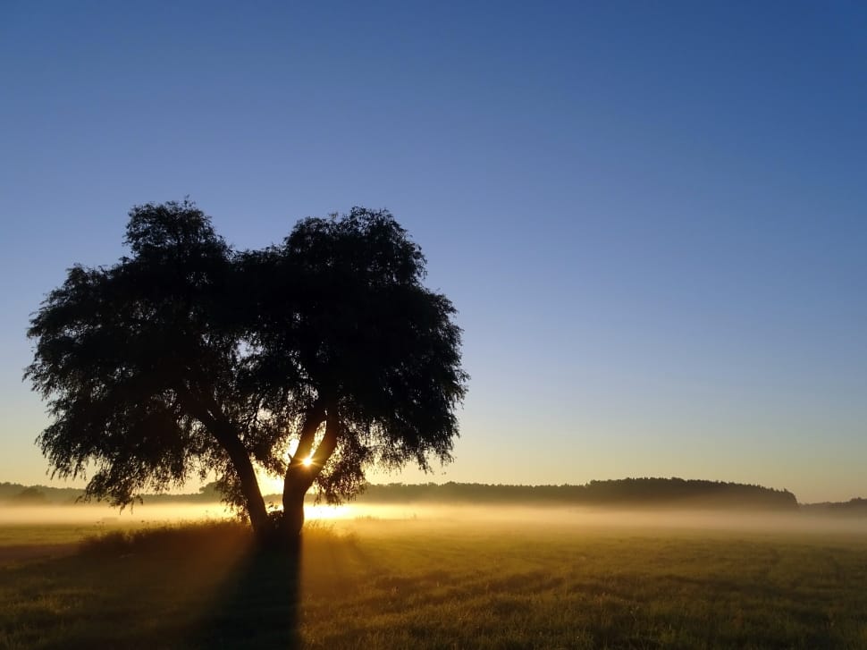 silhouette of tree preview