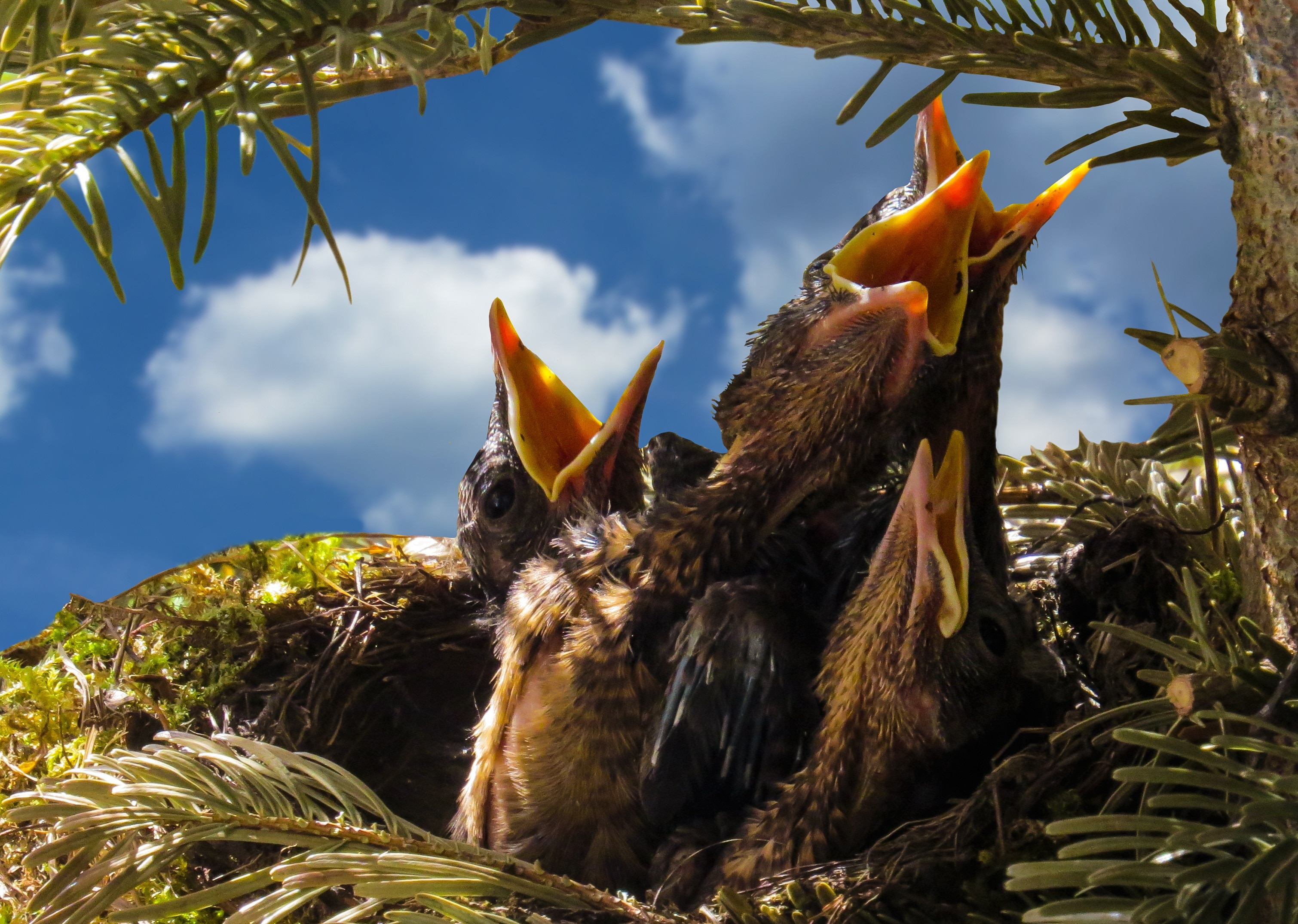 photography of bird in green plant during daytime