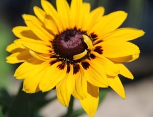 yellow Sunflower thumbnail