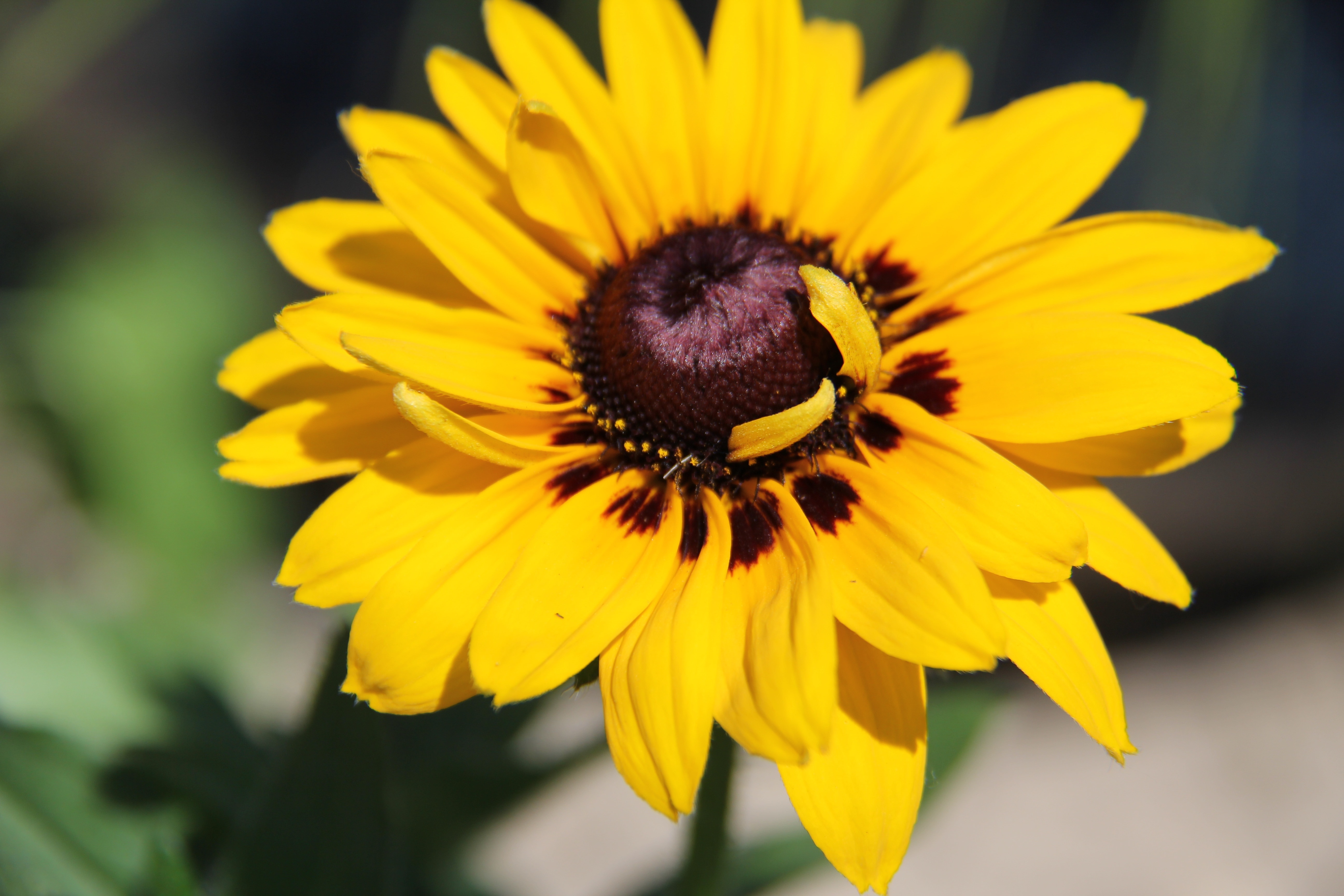 yellow Sunflower