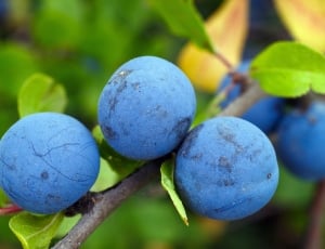 blue berry thumbnail