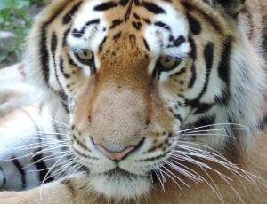 Tiger, Cat, Zoo, Wildcat, Dangerous, one animal, tiger thumbnail