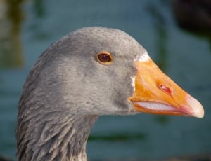 gray duck thumbnail
