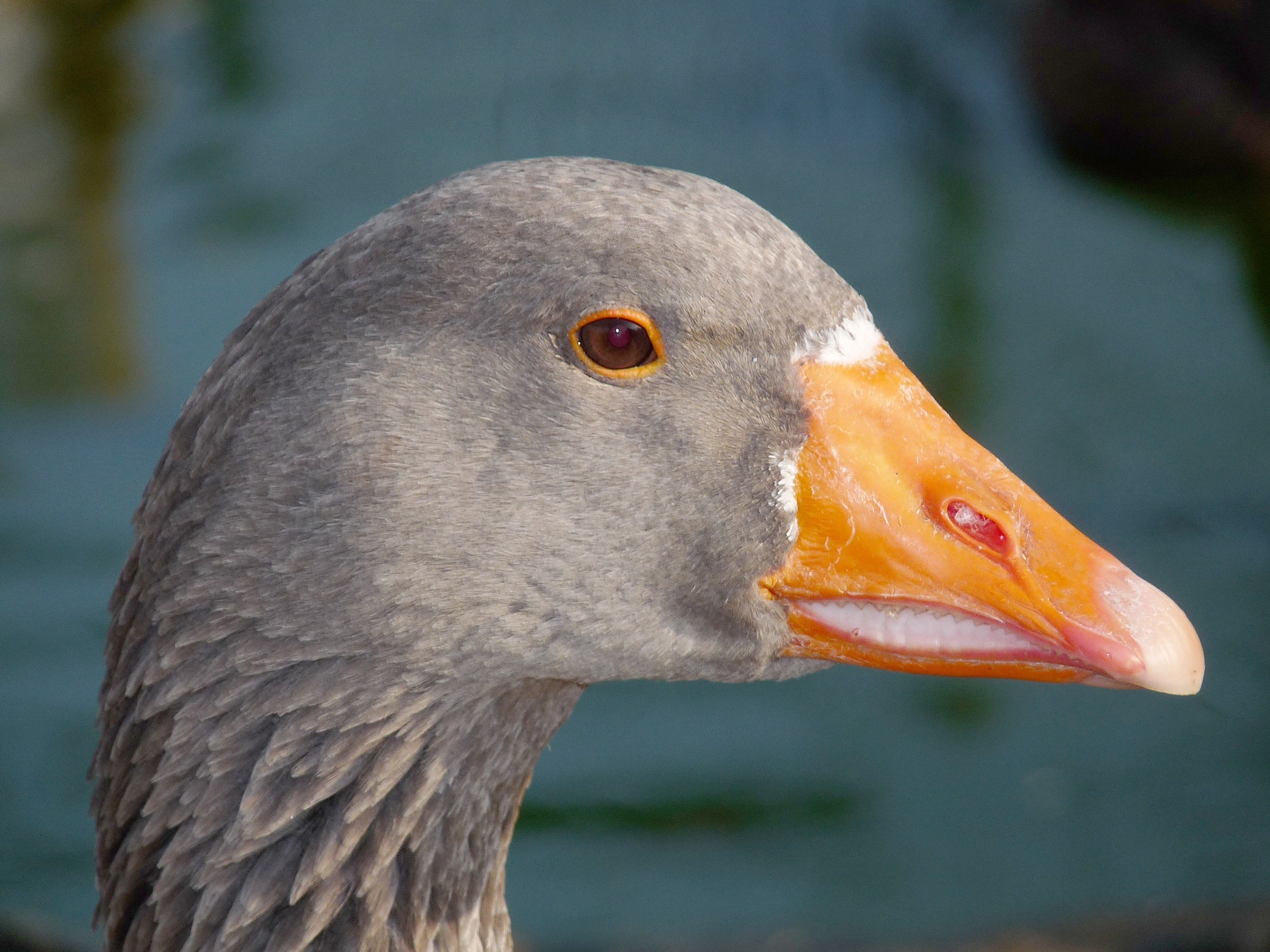 gray duck