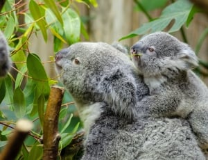 Female Koala And Her Baby, animals in the wild, animal wildlife thumbnail