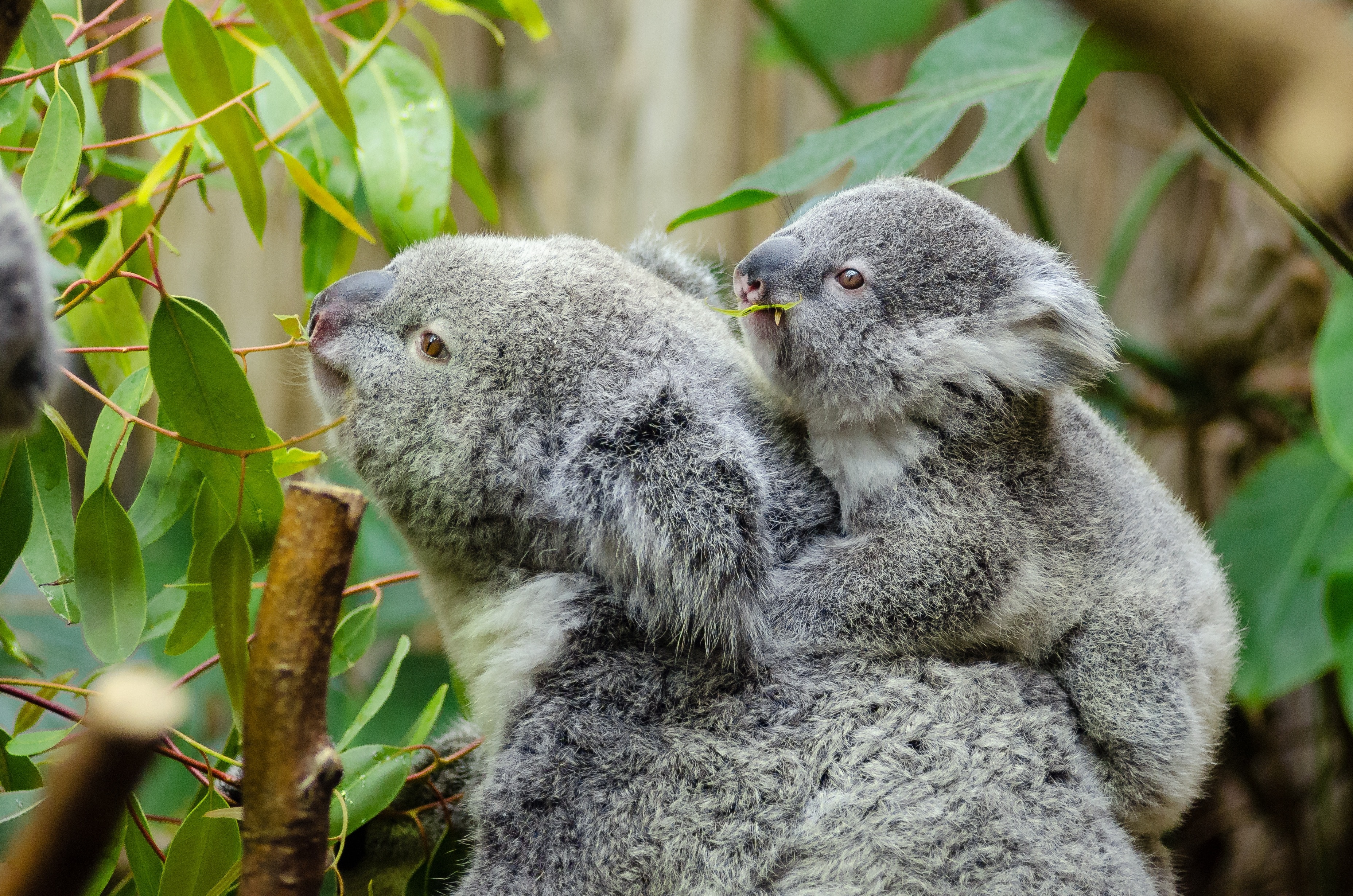 1366x768 wallpaper | Female Koala And Her Baby, animals in the wild ...