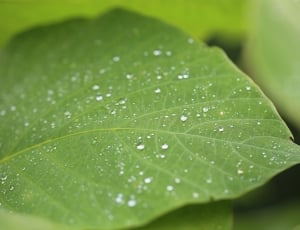 green leafed plant with water molecules thumbnail