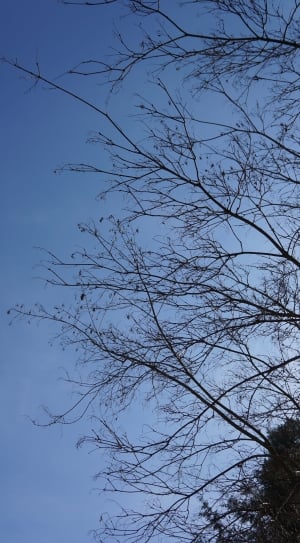 grey leafless tree under blue and white sky thumbnail