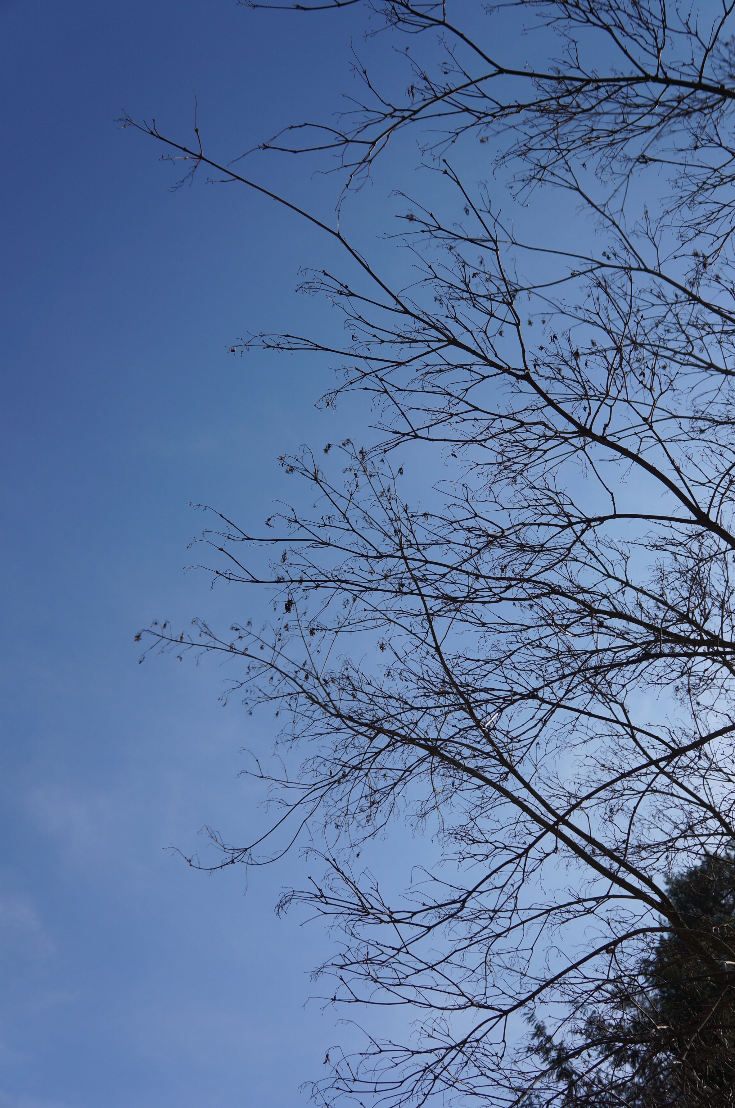grey leafless tree under blue and white sky