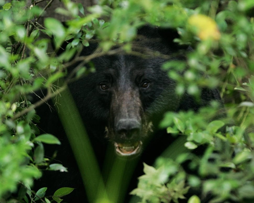 Black Bear, Portrait, Head, Face, one animal, green color preview