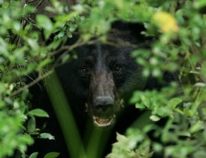 Black Bear, Portrait, Head, Face, one animal, green color thumbnail