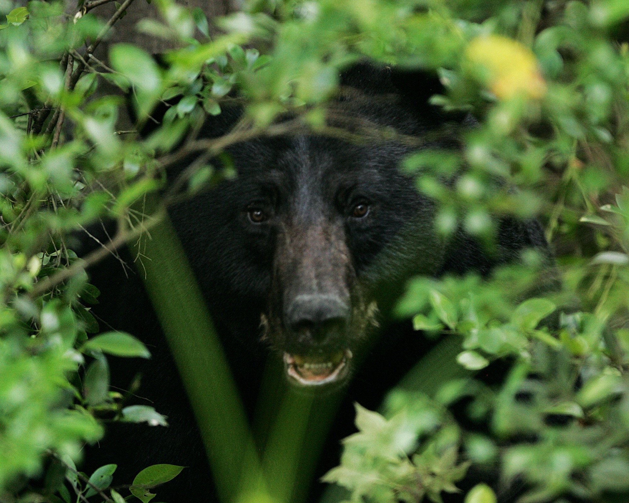Black Bear, Portrait, Head, Face, one animal, green color