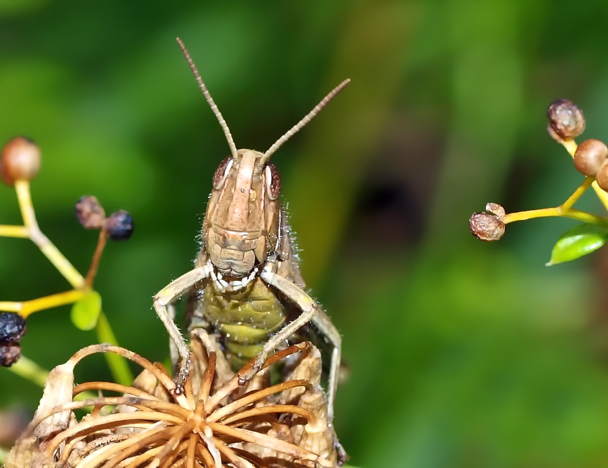 brown grasshopper