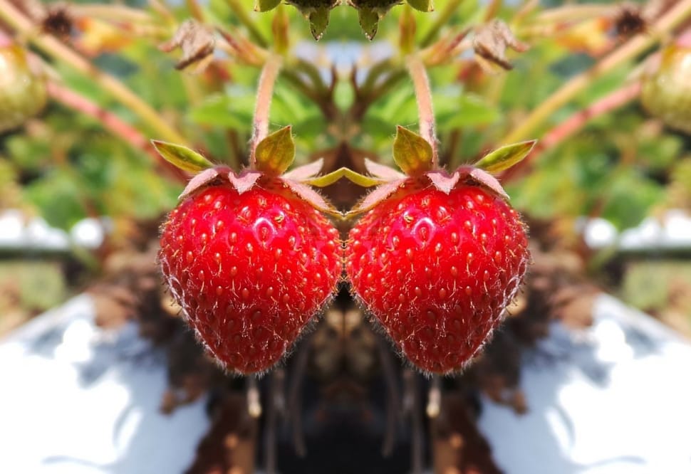 2 red strawberries preview
