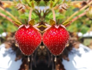 2 red strawberries thumbnail