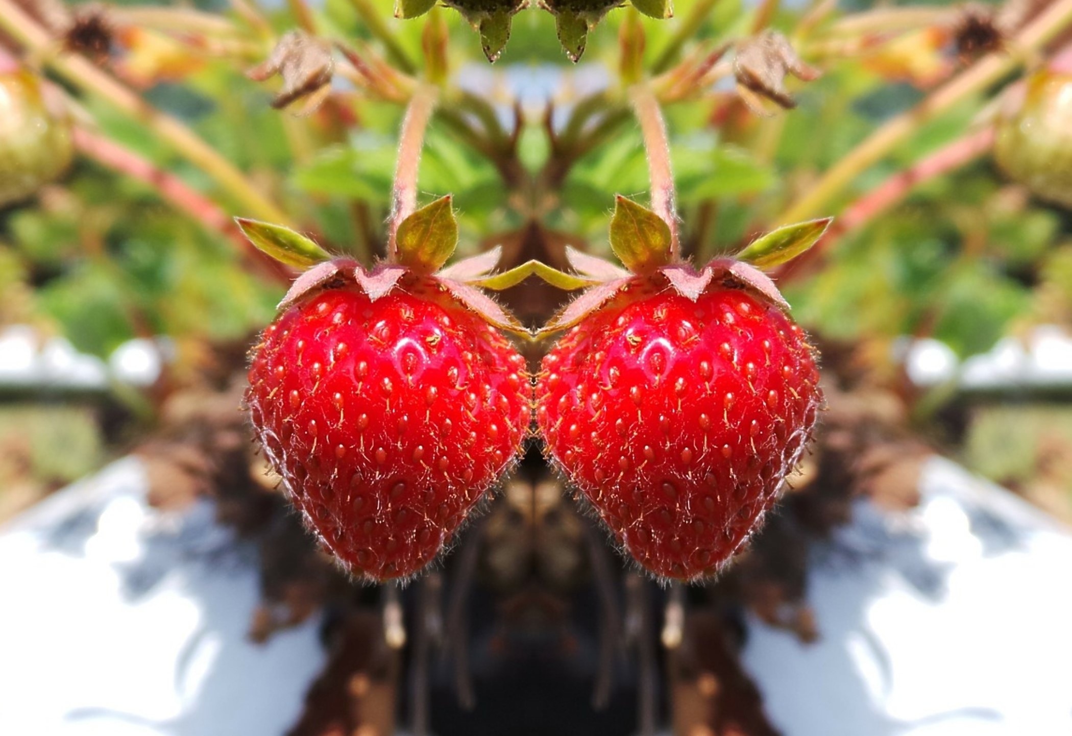 2 red strawberries