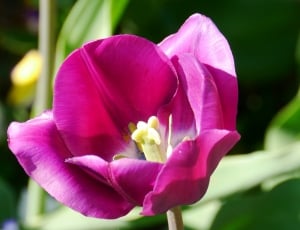 Bloom, Tulip, Spring, Color, flower, nature thumbnail