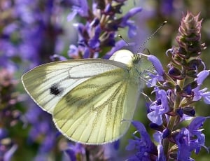 white butterfly and lanvender thumbnail
