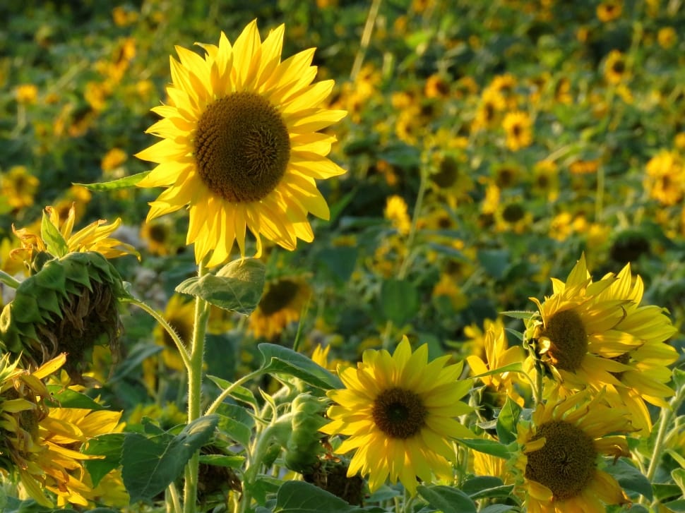 Sun Flower, Field, Summer, Yellow, flower, yellow preview