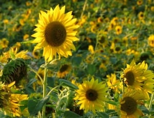 Sun Flower, Field, Summer, Yellow, flower, yellow thumbnail